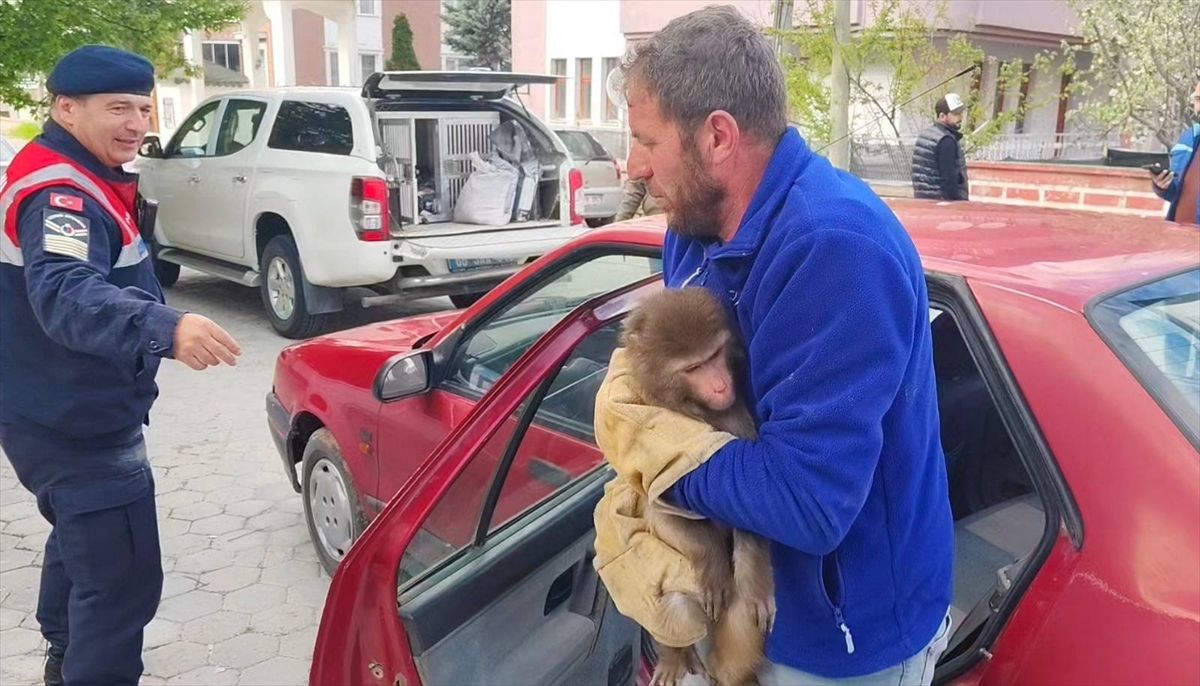 Yozgat'ta köy yolunda bulunan maymun koruma altına alındı