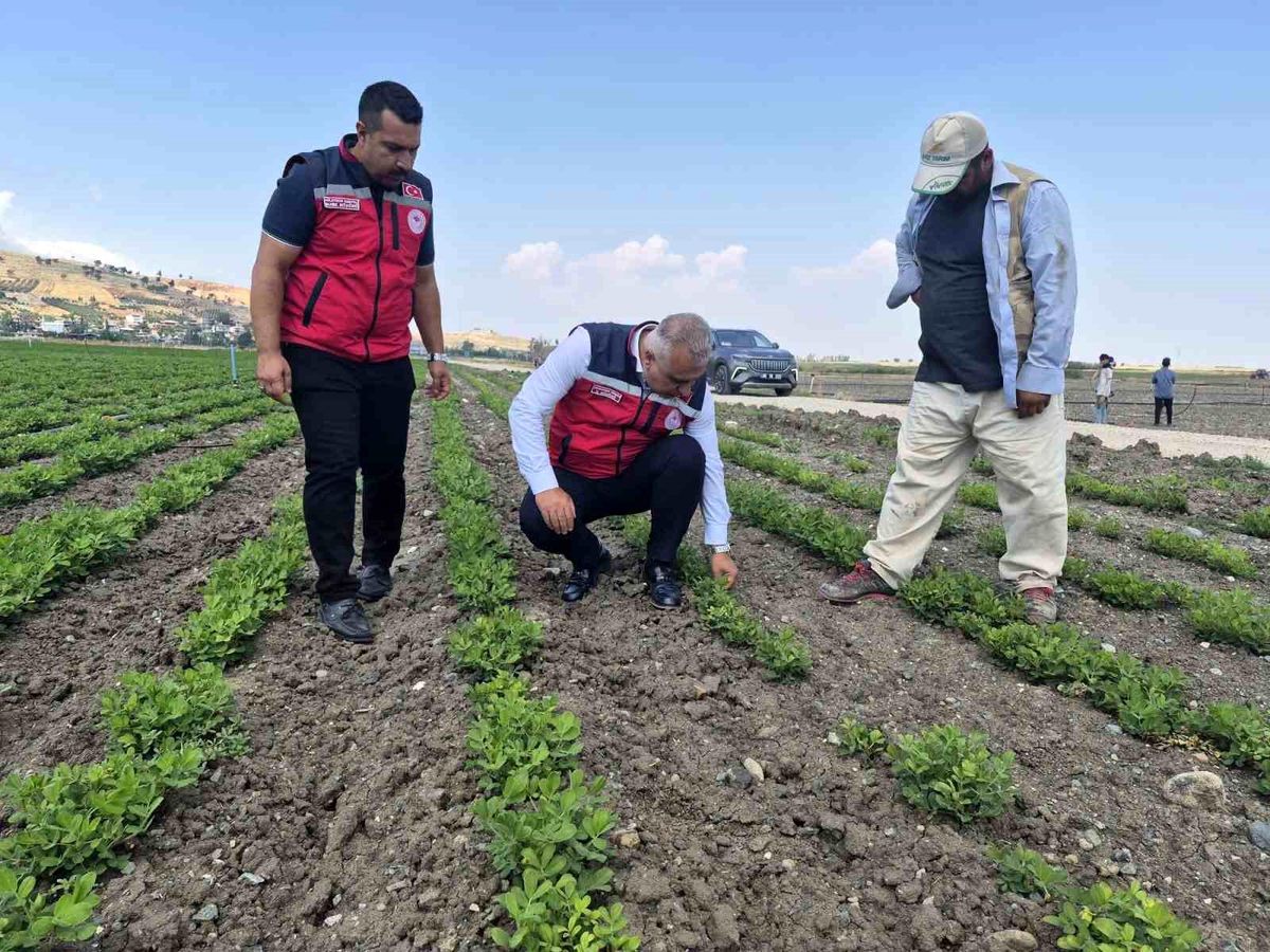 Antakya'da yer fıstığı üretimi yapılan araziler incelendi