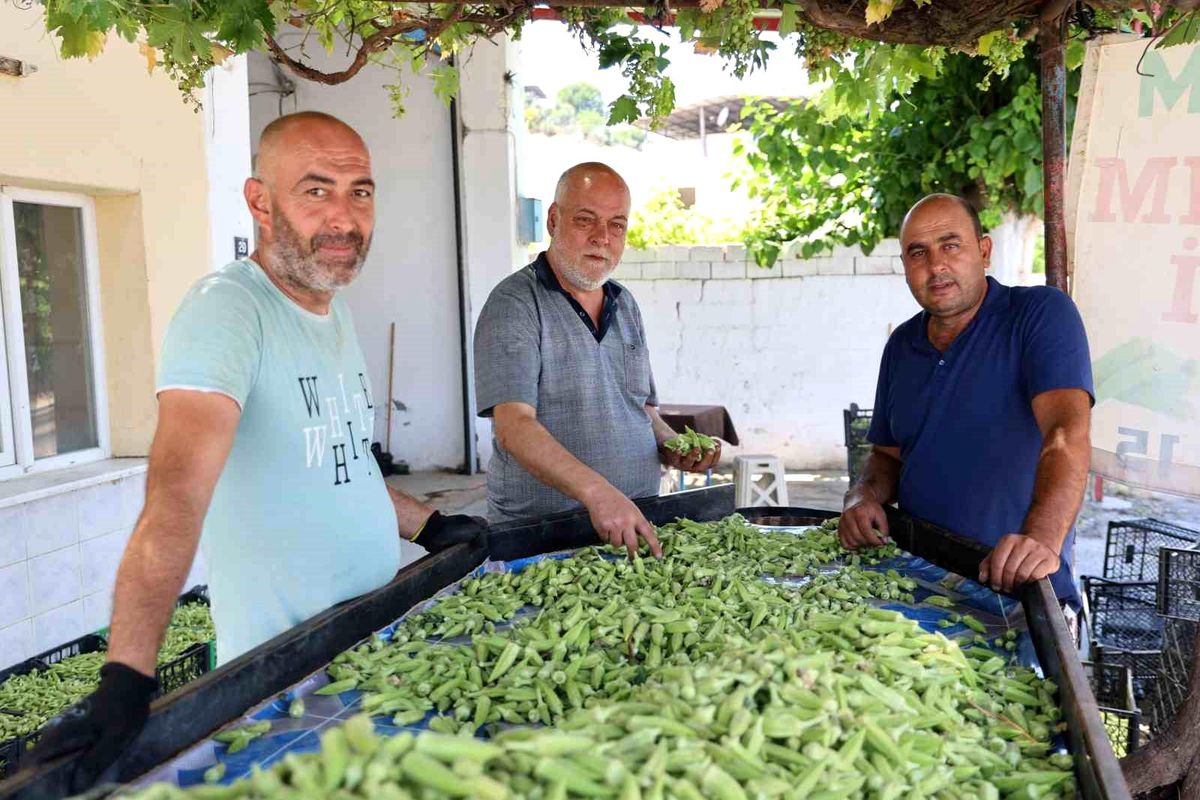 Aydın'ın bamyası Türkiye'nin dört bir yanına gönderiliyor