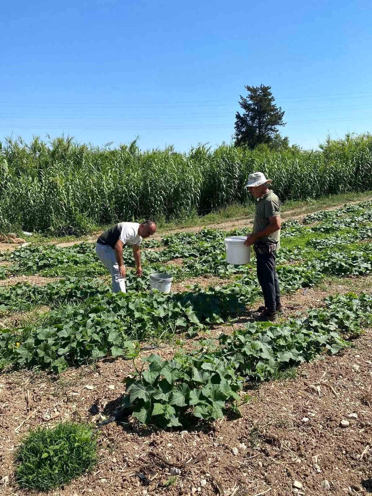 Didim'de salatalıklardan numuneler alındı