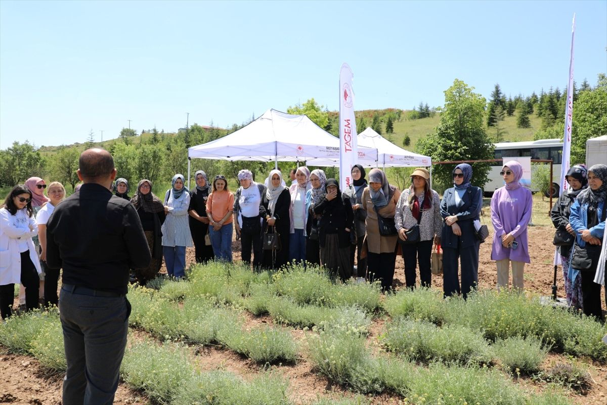 Eskişehir'de altın otu hasadı etkinliği yapıldı