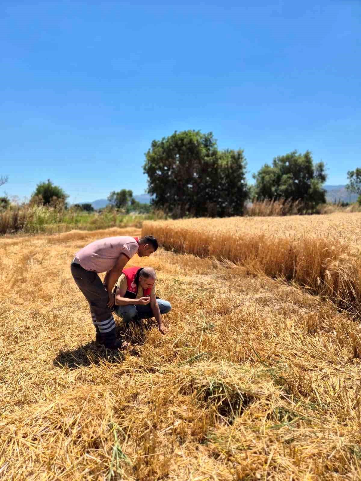 Havran'da hububat hasat kontrolleri yapılıyor