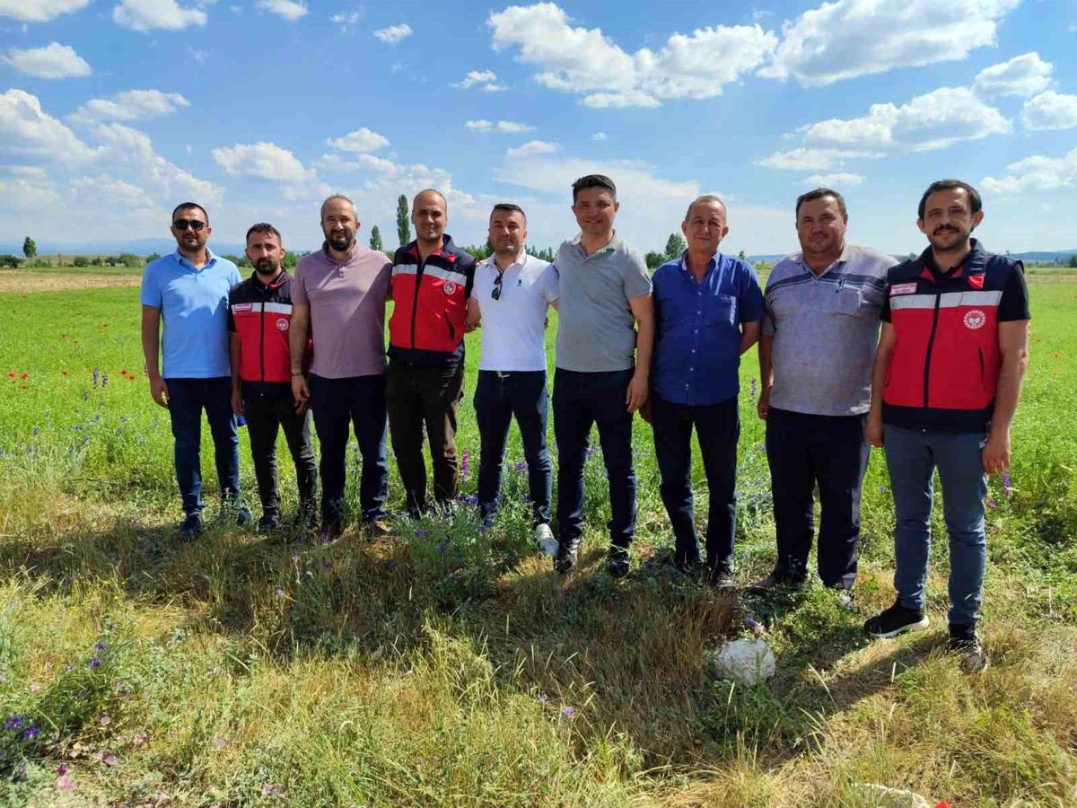 Kütahya'da çörek otu üretimi yakından takip ediliyor