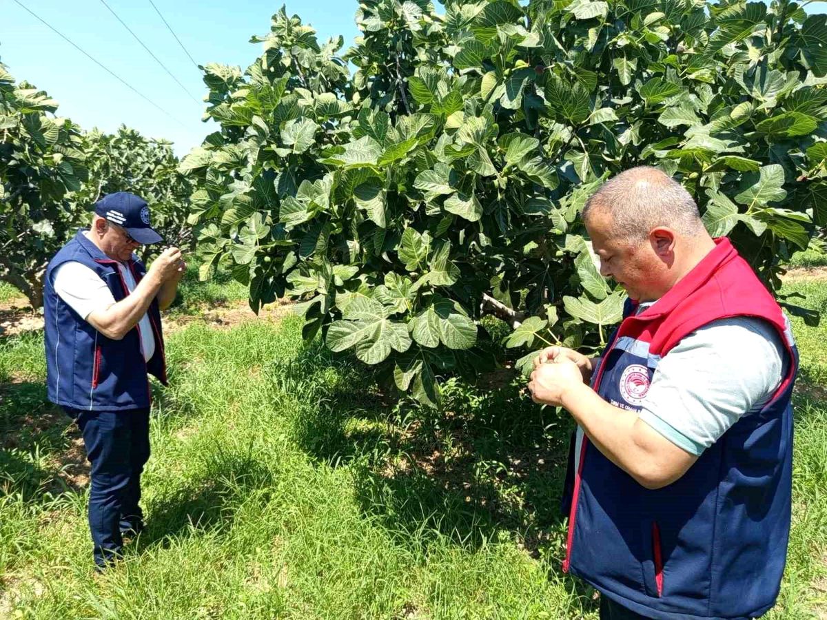 Kuyucak'ta incir üreticilerine zararlı uyarısı