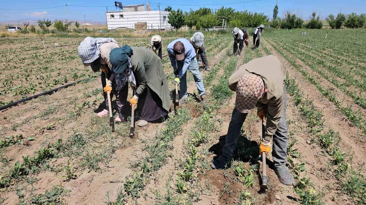 Adilcevaz'da kavurucu sıcakta ekmek parası mücadelesi
