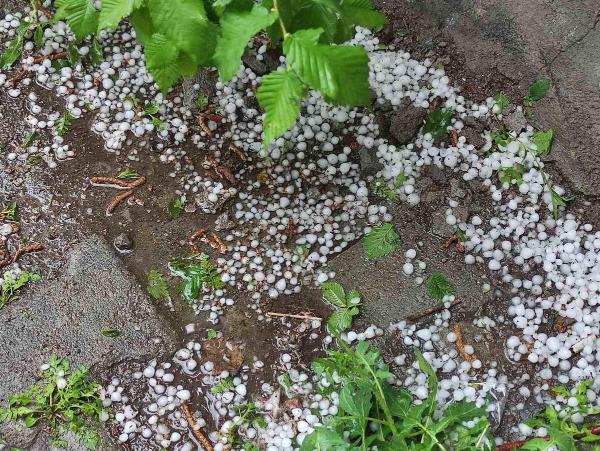 Ardahan'da sağanak ve dolu yağışı tarım arazilerine zarar verdi