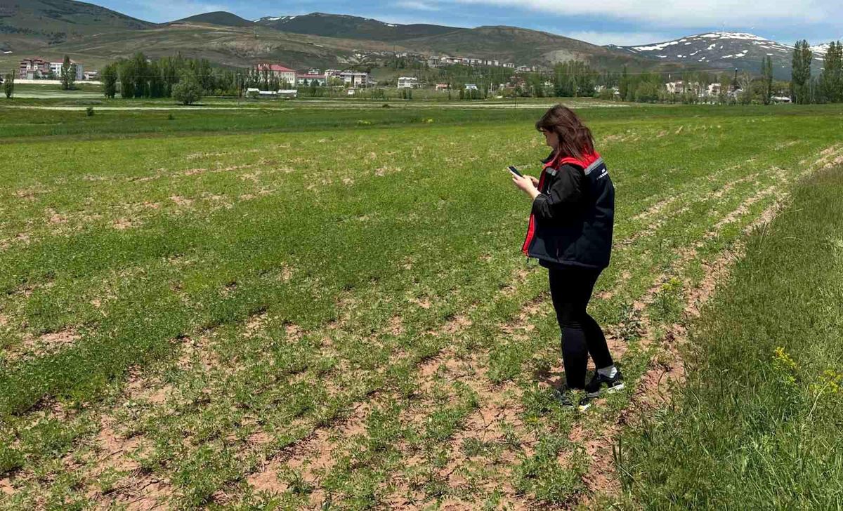 Aydıntepe'de ürün tespit çalışmaları sürüyor
