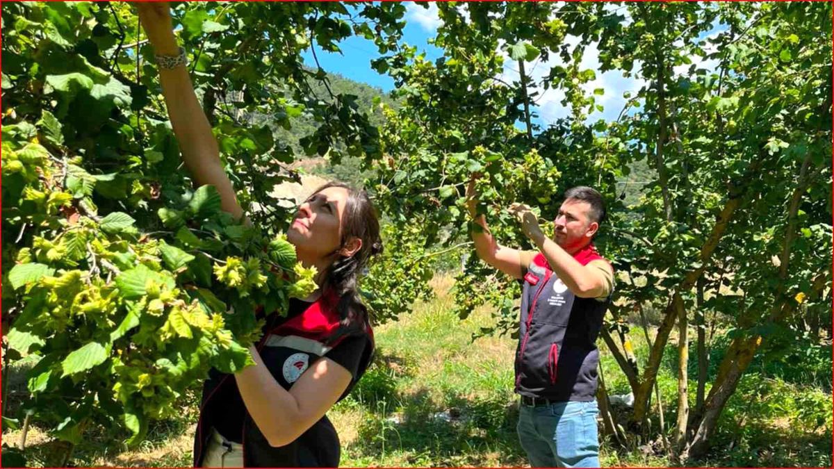 Bolu'nun fındık rekoltesi için sahadan veri toplandı