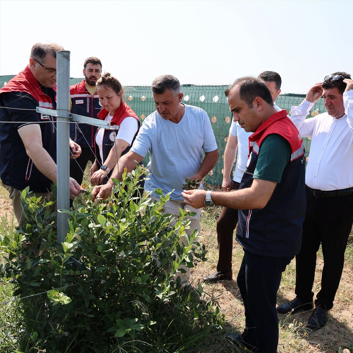 Edirne Tarım ve Orman Müdürü Köse yaban mersini hasadına katıldı