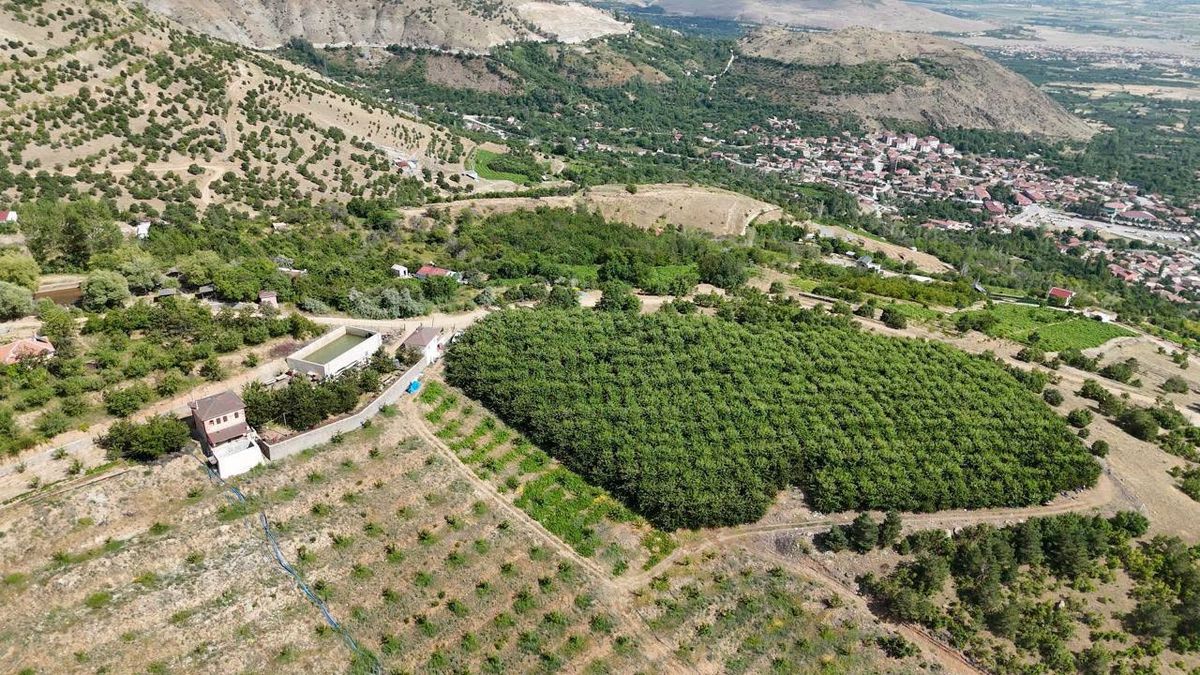 Erzincan’ın yüksek rakımlı kiraz bahçesinde hasat mesaisi