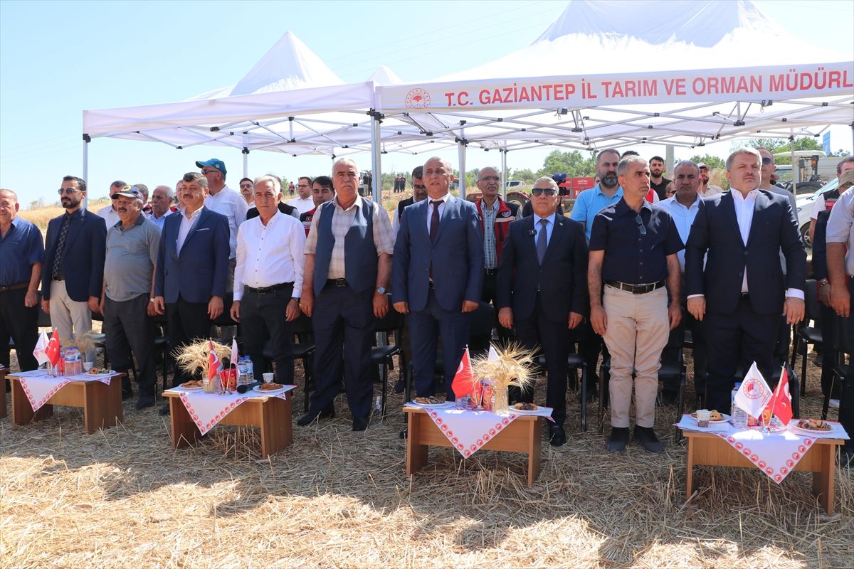 Gaziantep'te yerli buğday çeşitlerinin hasadı yapıldı