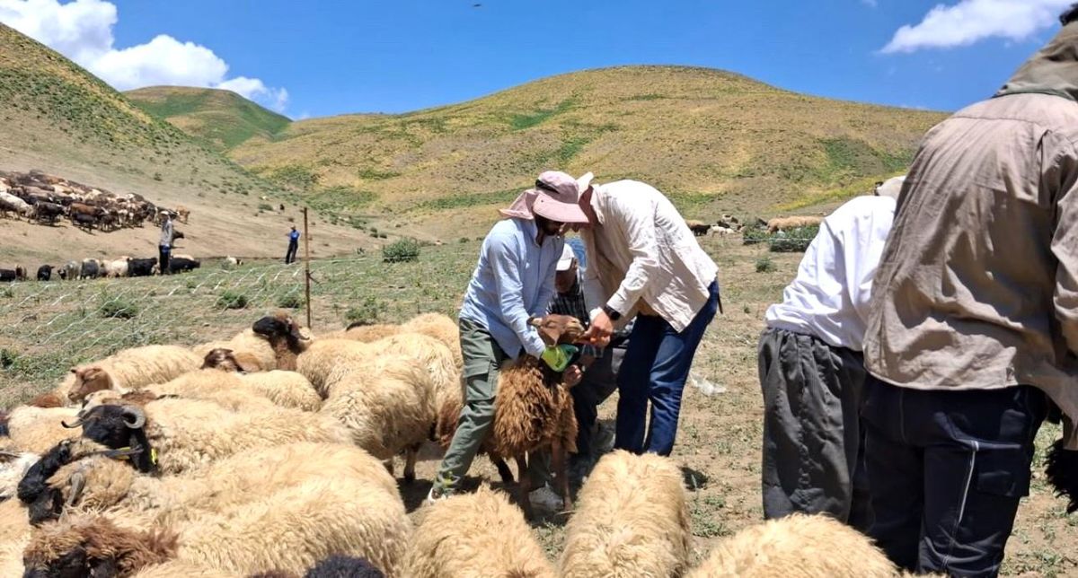 Yüksekova'da hayvanların aşılama ve kimliklendirme çalışmaları sürüyor