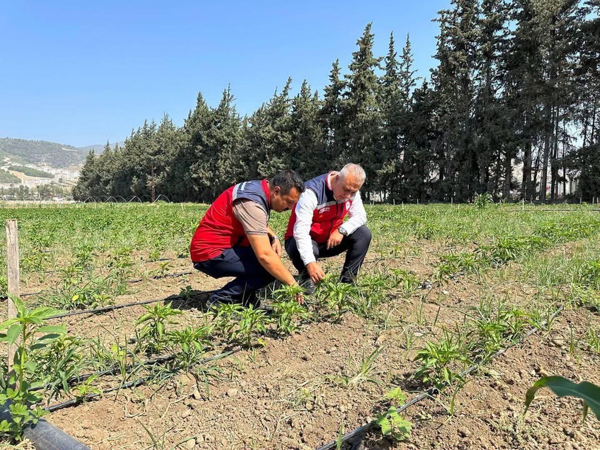 Hatay'da Tarım Müdürü Üreticiyi Ziyaret Etti