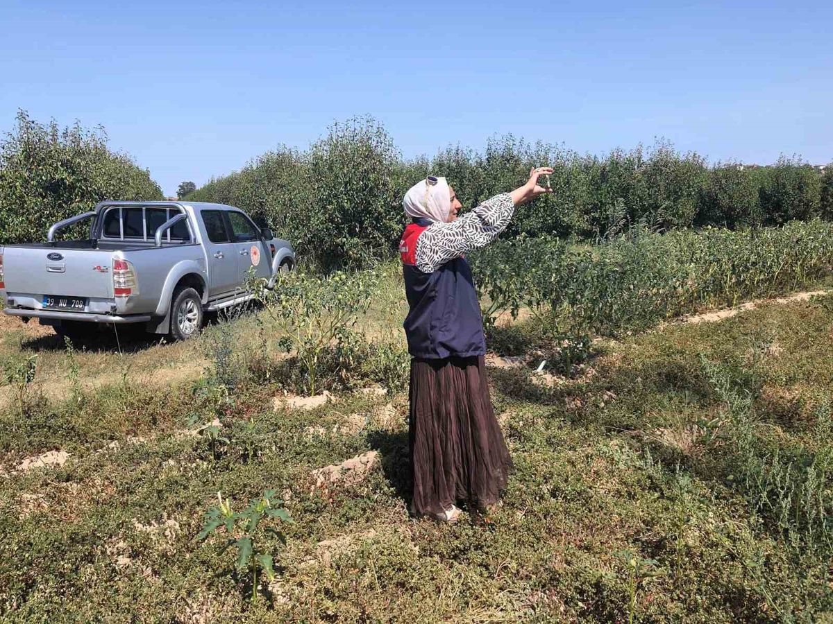Babaeski'de tarım arazileri uydu ve saha verileriyle izleniyor
