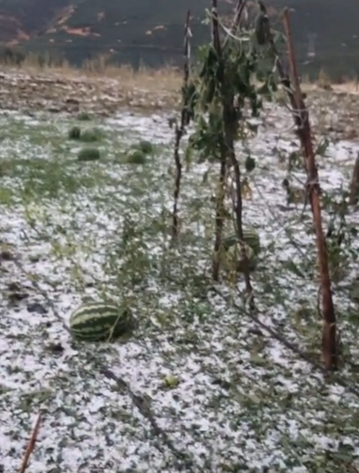 Elazığ'da Fırtına ve Dolu Zararı