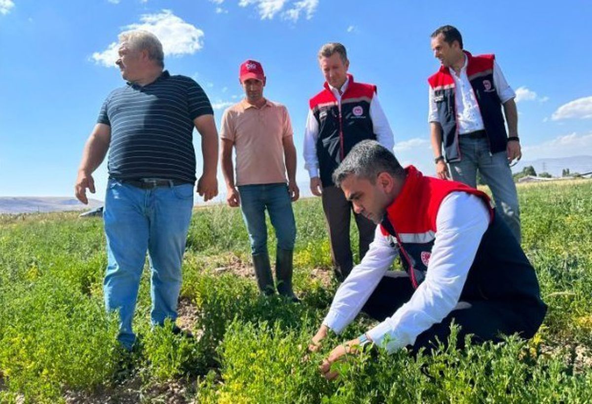 Erzurum'da bakliyat atağı: Mercimek tarlaları denetlendi