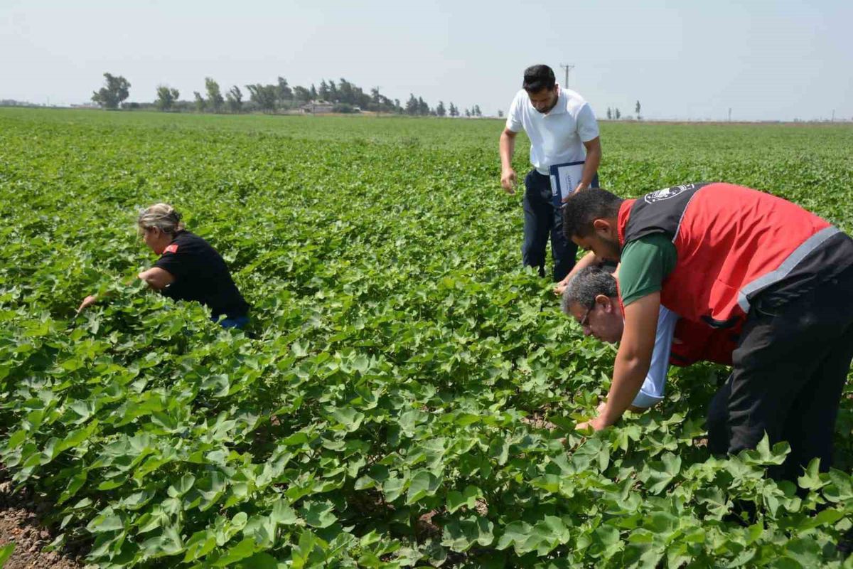 Hatay'da Tohum Gelişimi Sahada Kontrol Edildi