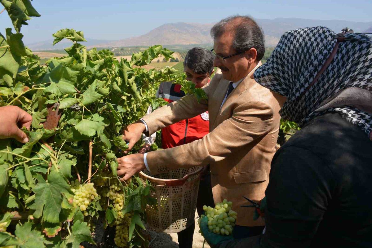 Salihli'de Sultani Çekirdeksiz Üzüm Hasadı Başladı