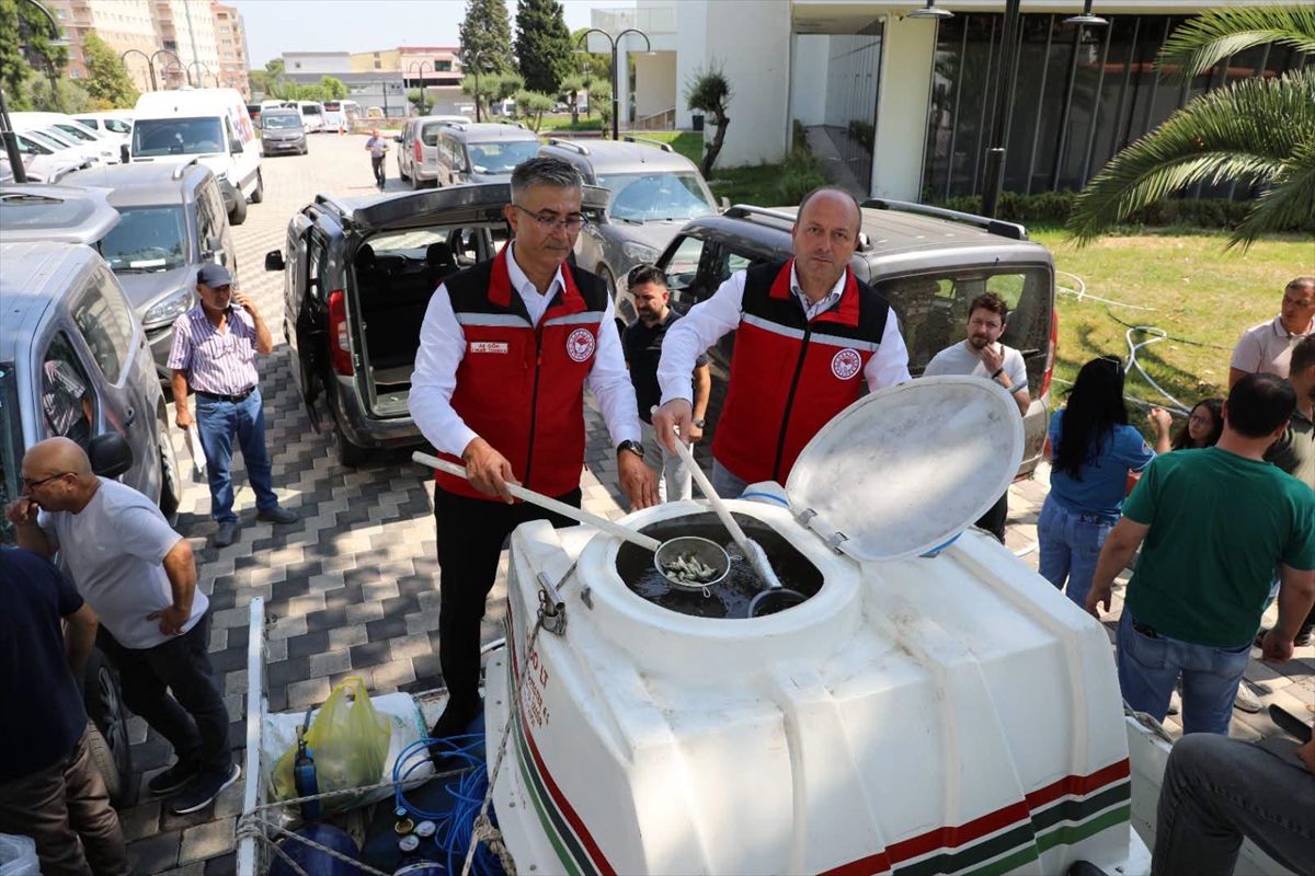 Manisa'ya 1.2 Milyon Yavru Sazan Bırakıldı