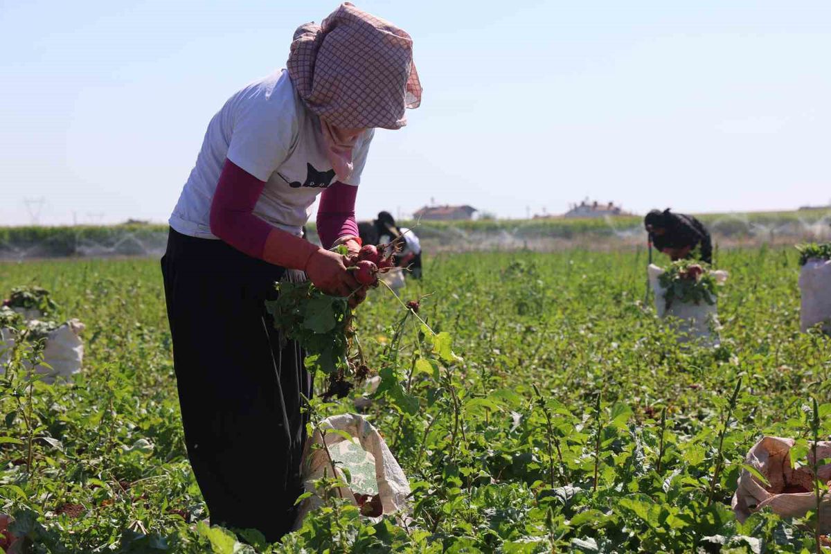 Konya Ovası'nda kırmızı turp hasadı başladı