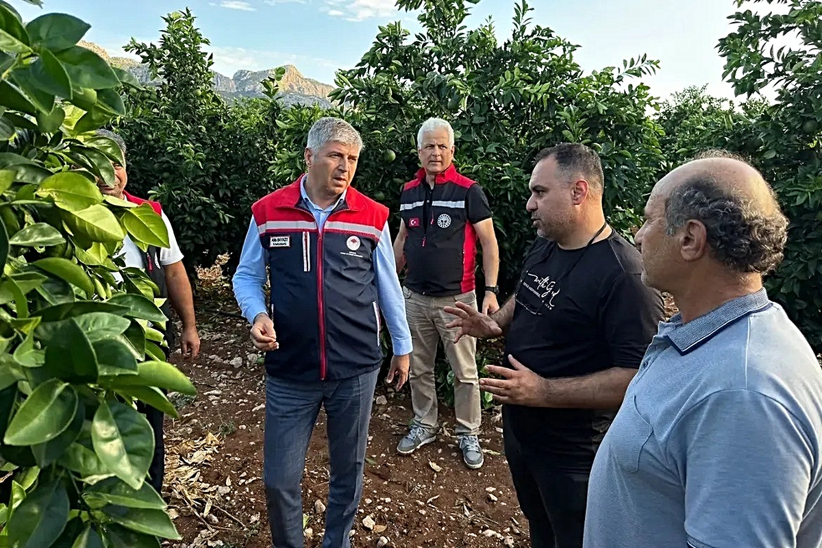 Adana'da dolu narenciye bahçelerine zarar verdi, Yüreğir'de hasar tespiti başladı