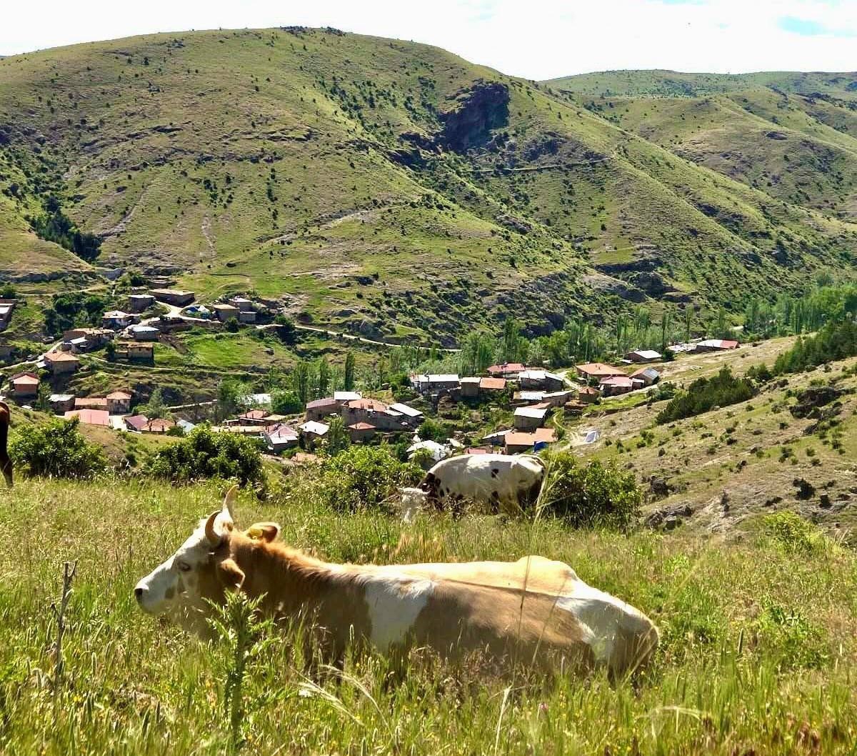 Afyonkarahisar'da Tarım ve Orman İl Müdürlüğü üreticilere saha ziyareti yaptı