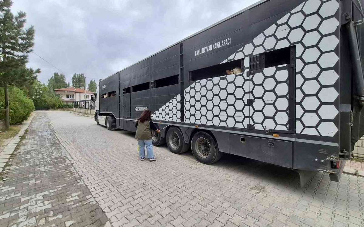 Afyonkarahisar Sinanpaşa'da hayvan sevklerinde sağlık ve belge denetimi sürüyor