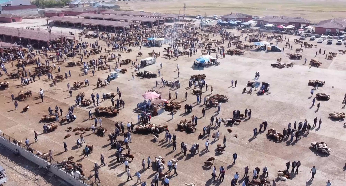 Ağrı'da şap alarmı! İl Hayvan Borsası 18 Ekim'den itibaren 30 gün kapatılıyor