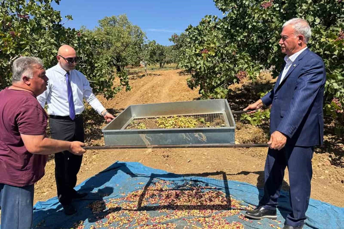 Araban'da 120 bin dönümde yeşil altın Antep fıstığı hasadı başladı