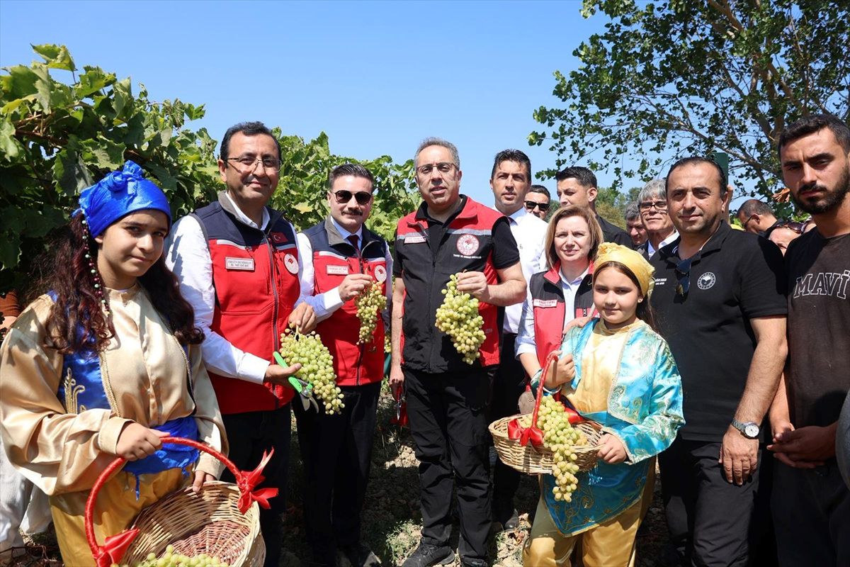 Bakan Yardımcısı Gökçeada'da Üzüm Hasadına Katıldı