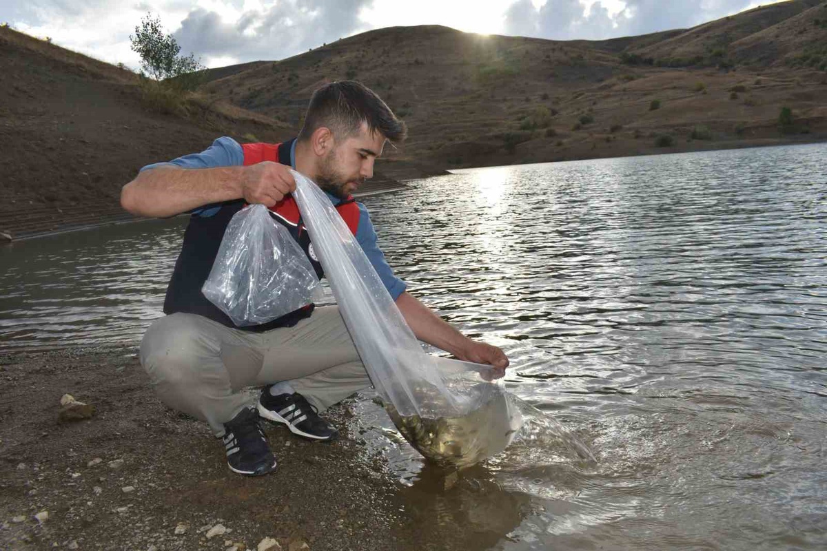 Bayburt İl Tarım ve Orman Müdürlüğü göletlere 150 bin sazan yavrusu bıraktı