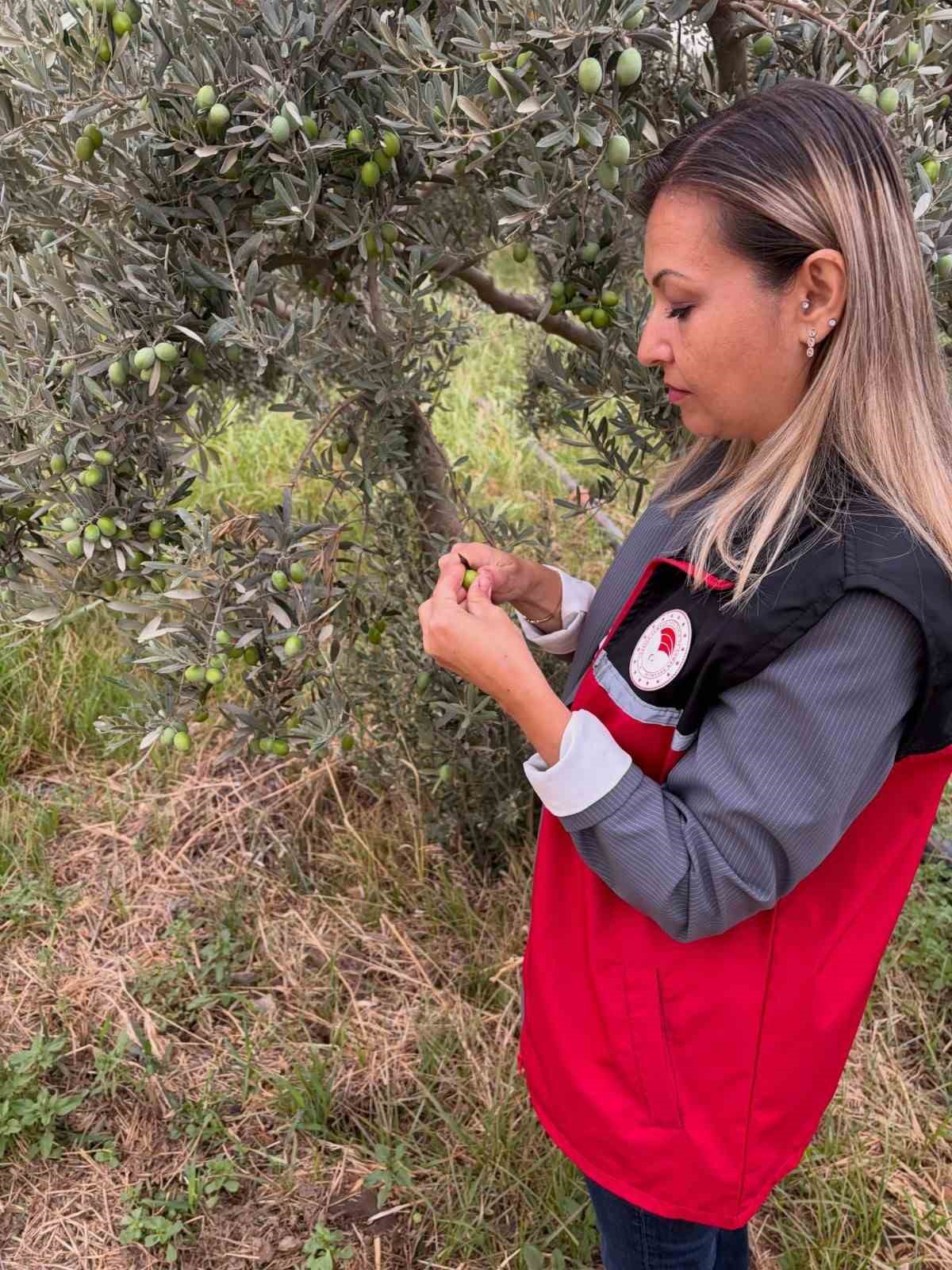 Burhaniye'de İlçe Tarım ekipleri hasat öncesi zeytin sineği vuruk sayımını artırdı