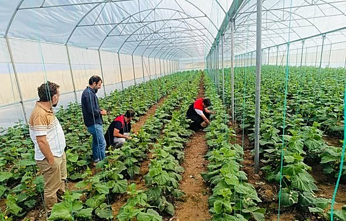 Cizre'deki seralarda denetim yapıldı, Katran köyündeki üreticilere bilgi verildi