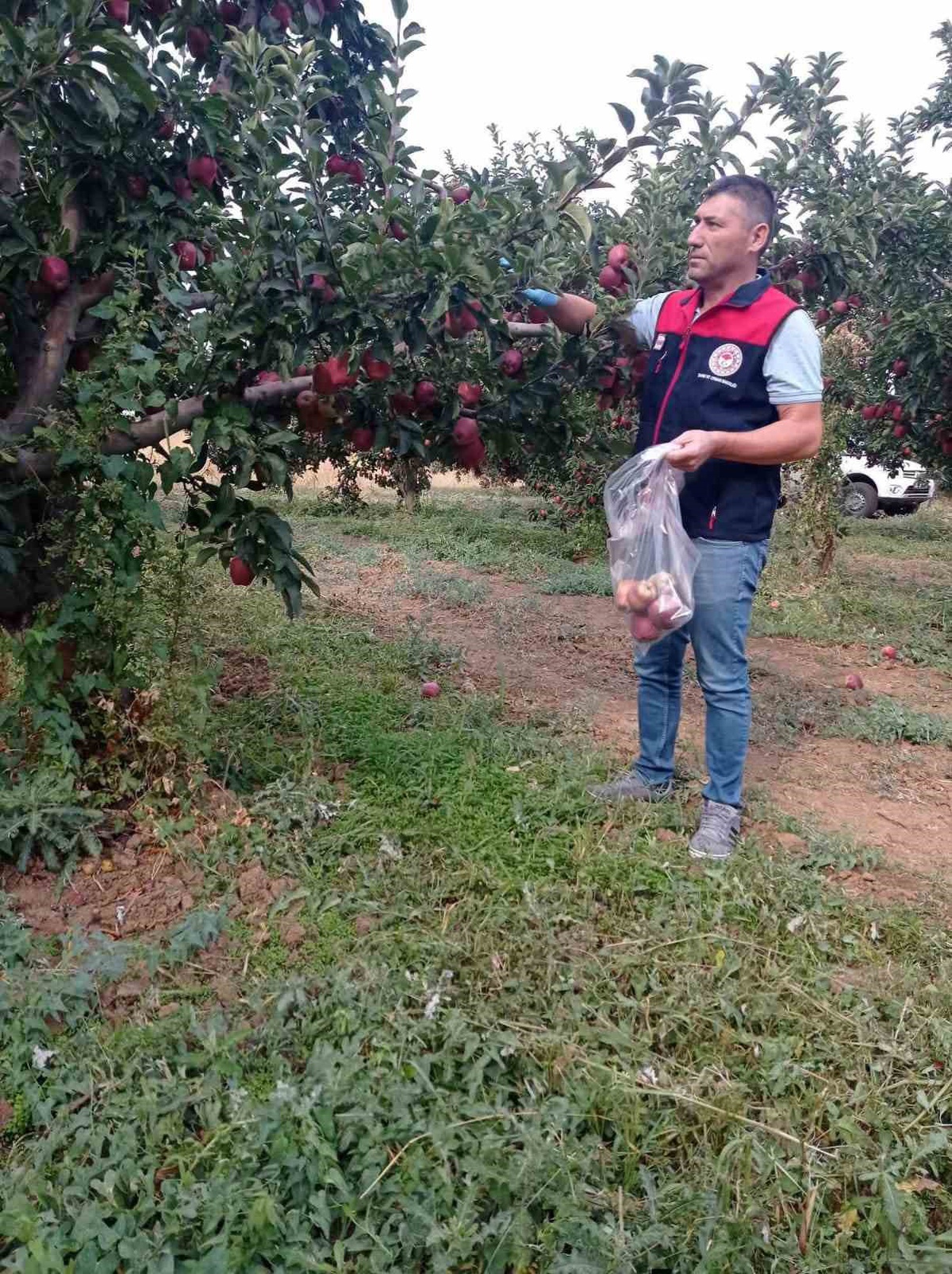 Denizli Çivril'de elma bahçelerinde hasat öncesi pestisit kalıntısı kontrol ediliyor