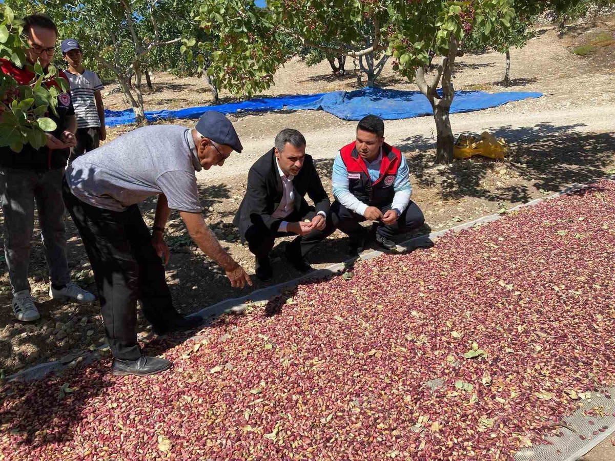Denizli Güney'de Antep fıstığı hasadı başladı, ilk ürün toplandı