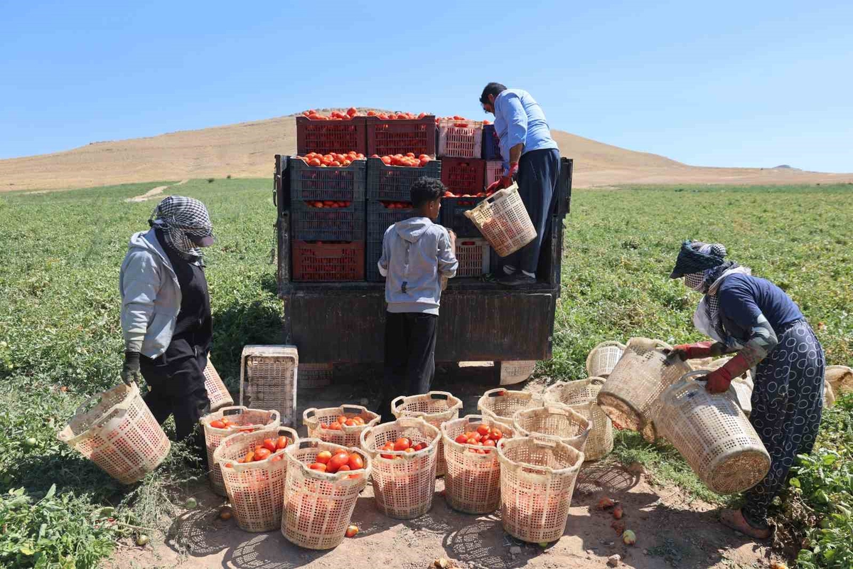 Elazığ'da 7 bin dönüm domates tarlasında mevsimlik işçiler sıcak altında çalışıyor