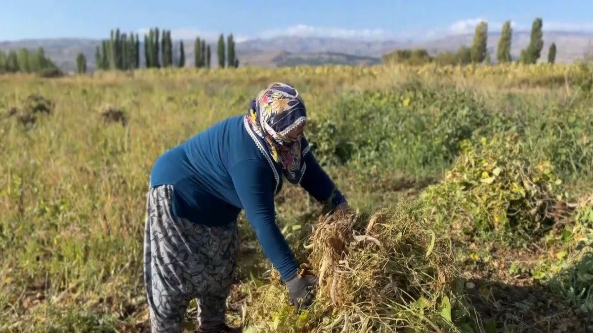 Erzincan Çayırlı'da beyaz kuru fasulye hasadı başladı, ekimi mayısta yapıldı