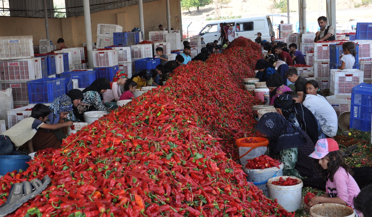 Gaziantep İslahiye'de biber hasadı sürüyor, yüzde 20 rekolte kaybı yaşanıyor
