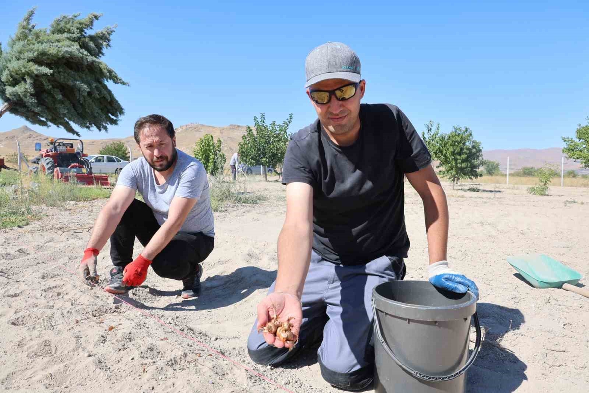 Göreme'de safran dikildi, 2,5 dönümde tarım turizmi hedefleniyor