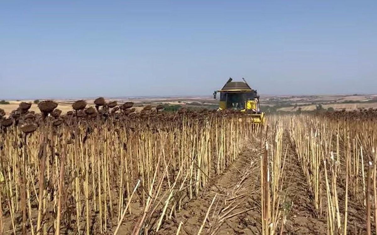 Hayrabolu'da ayçiçeği hasadı başladı