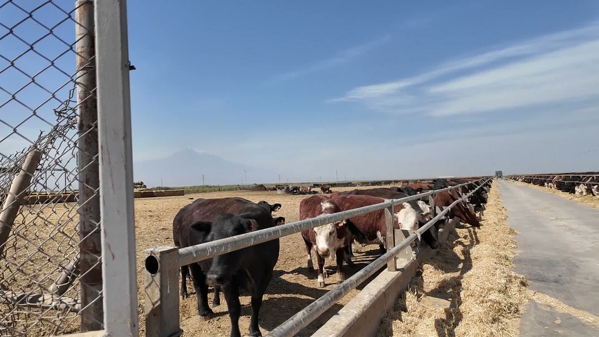 Iğdır Kazım Karabekir Tarım İşletmesi 565 yetiştiriciye 7 bin 672 gebe düve verdi