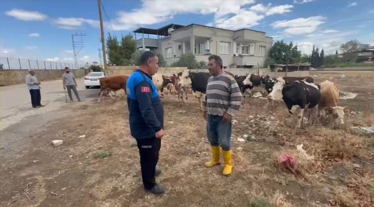 İslahiye'de kaybolan 17 büyükbaş hayvan, kulak küpesiyle sahibine teslim edildi