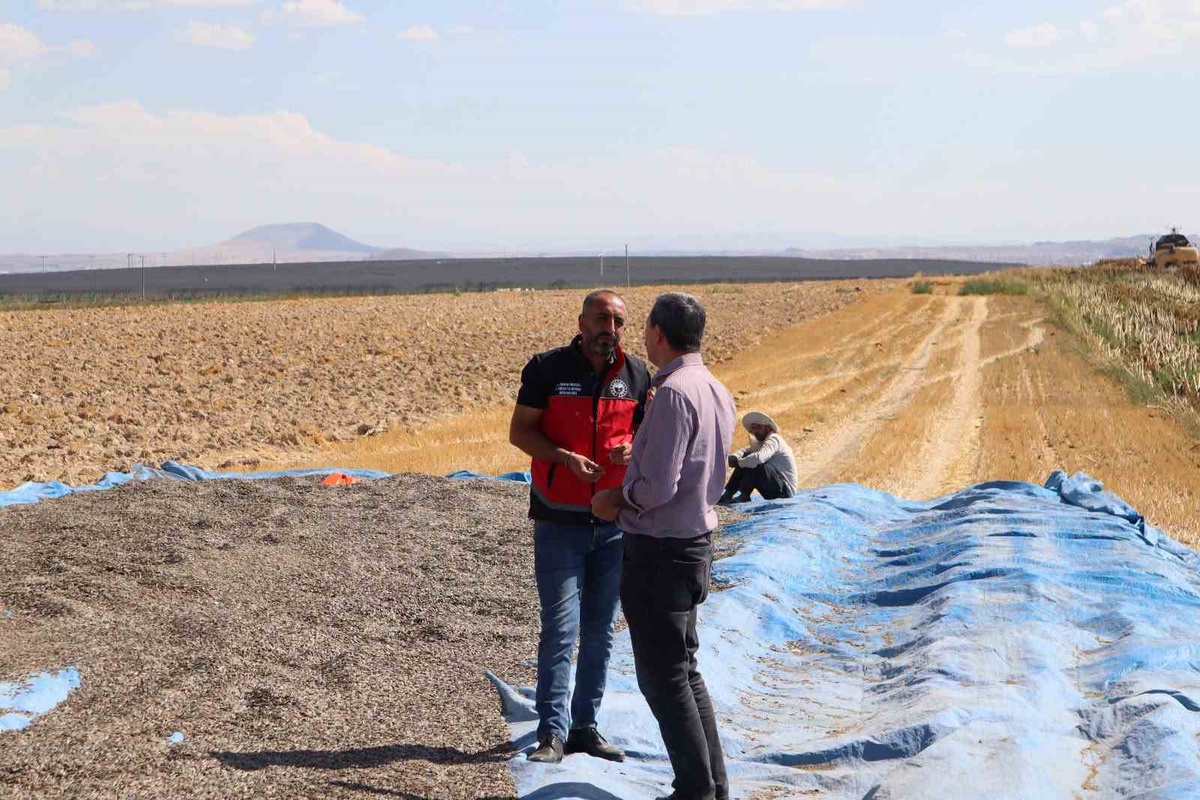 Karapınar'da İlçe Tarım Müdürü, ayçiçeği ve patates tarlalarında inceleme yaptı