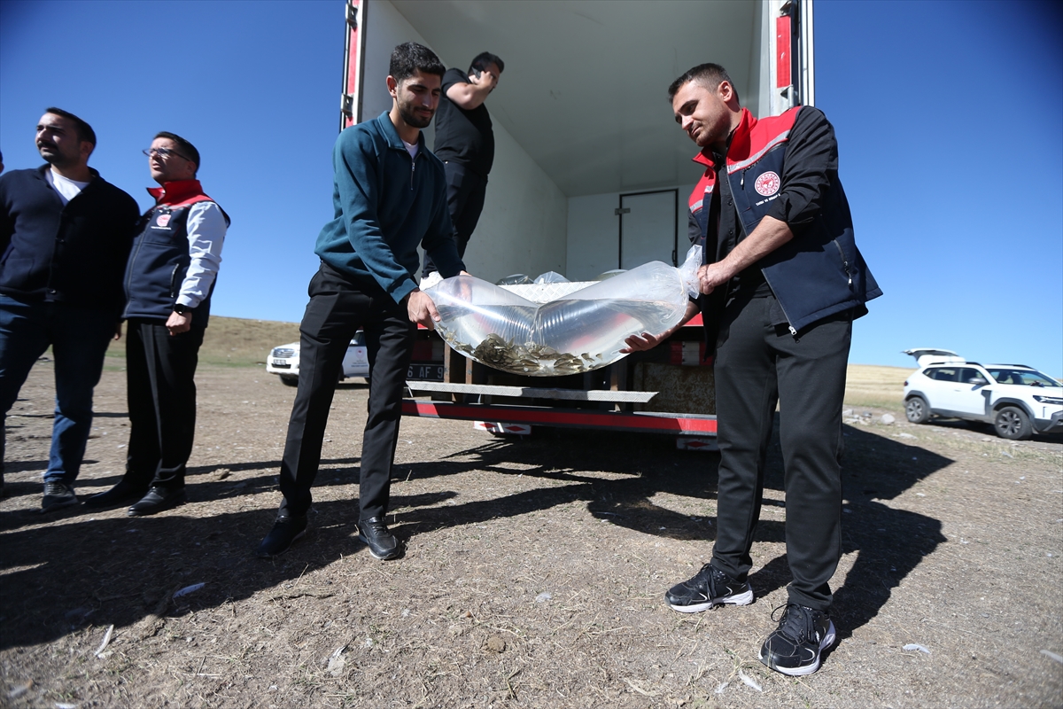 Kars'taki Bayburt Barajı'na 500 bin balık yavrusu bırakıldı
