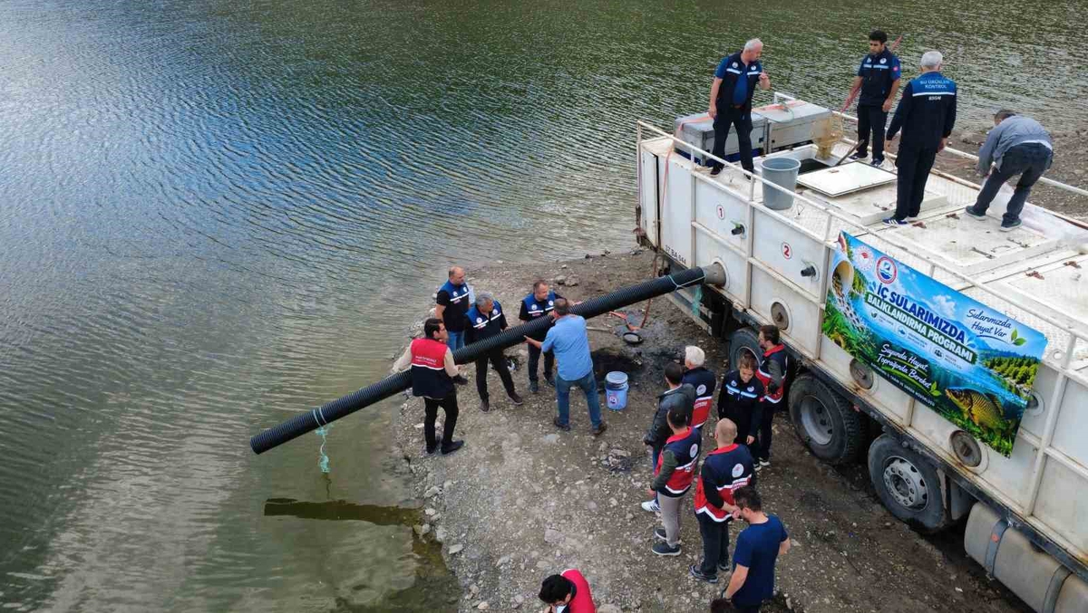 Kastamonu'da 7 ilçede gölet ve akarsulara 800 bin sazan yavrusu bırakıldı