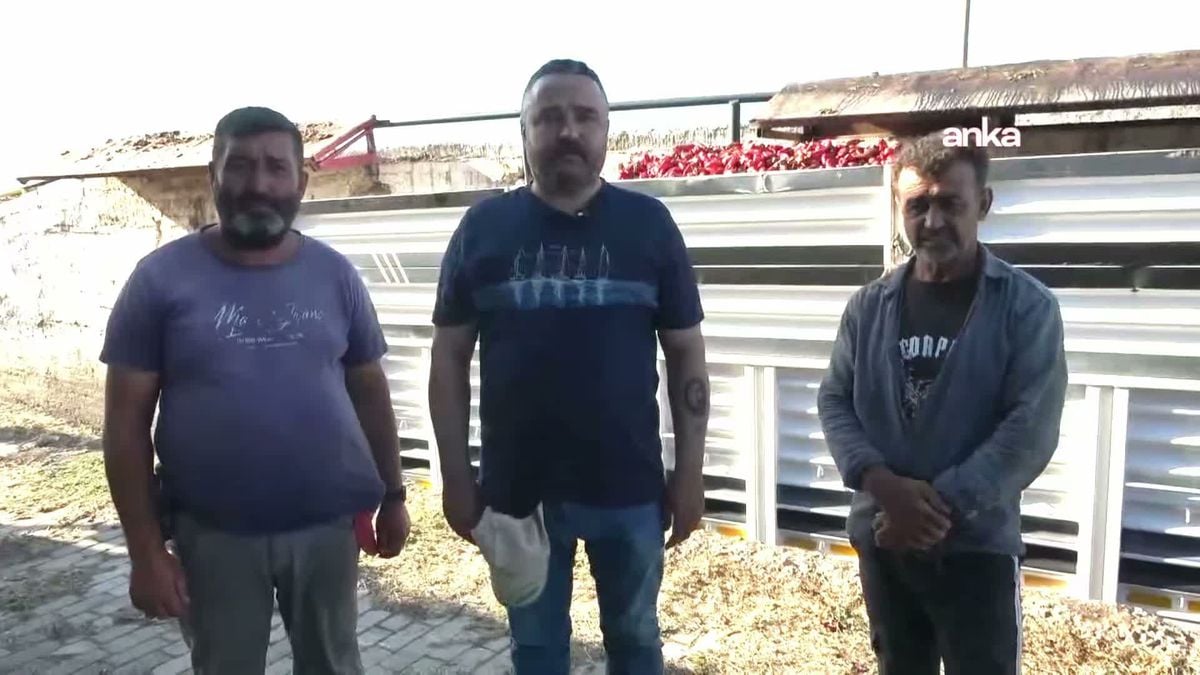 İzmir Kınık’ta Çiftçiler: Artan Maliyetler ve Düşük Fiyatlar Üretimi Bitirdi