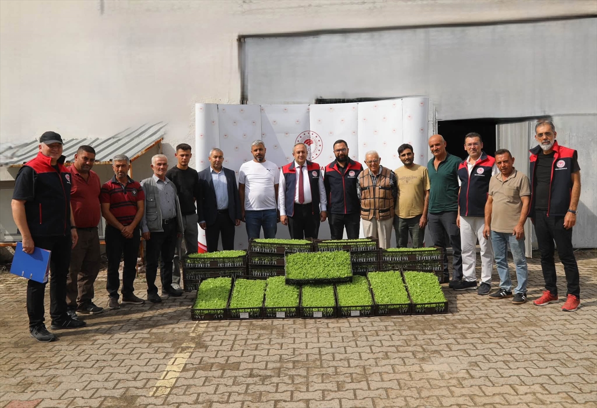 Kırıkkale'de 23 sera üreticisine 69 bin kıvırcık marul fidesi desteği verildi