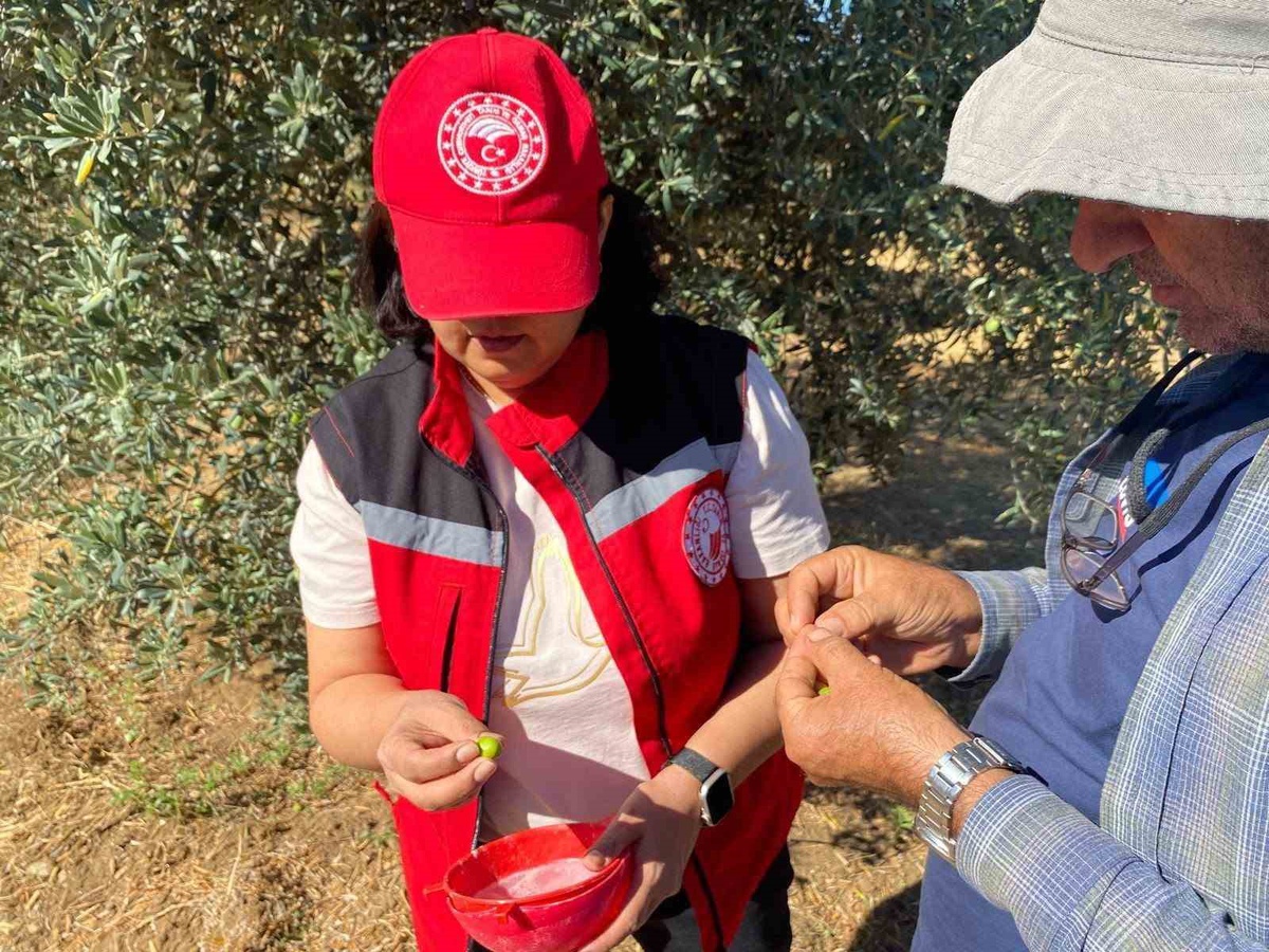 Salihli Tarım Müdürlüğü zeytin sineğine karşı üreticilere ruhsatlı ürün uyarısı yaptı