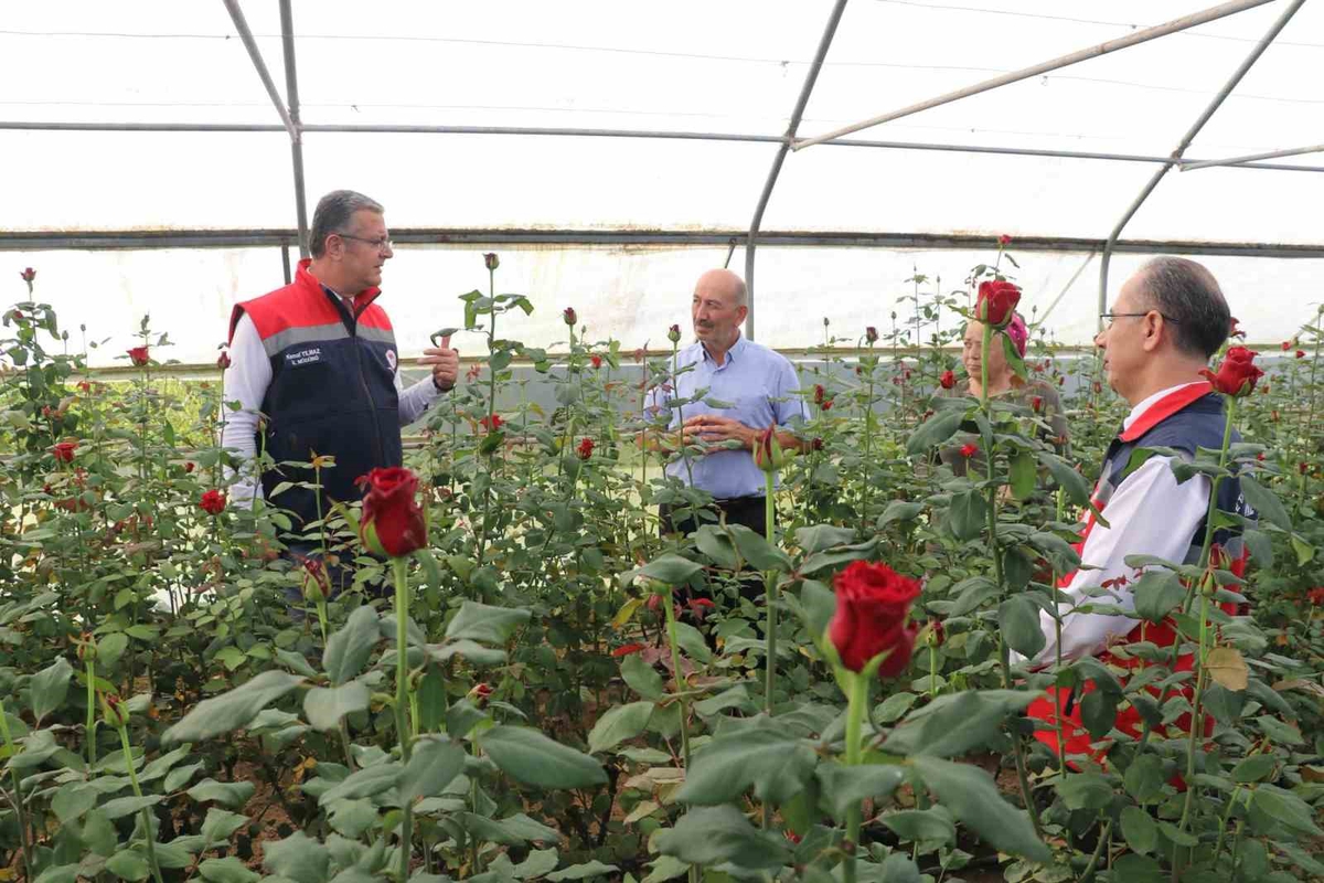 Samsun'da 92 dekarda kesme çiçek üretimi yıllık 7 milyon adedi geçti