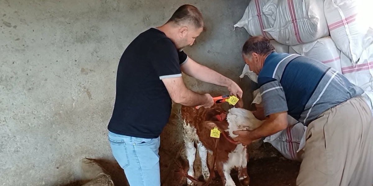 Şırnak'ta İl Tarım ve Orman Müdürlüğü ekipleri hayvanlara aşı ve küpe uyguluyor